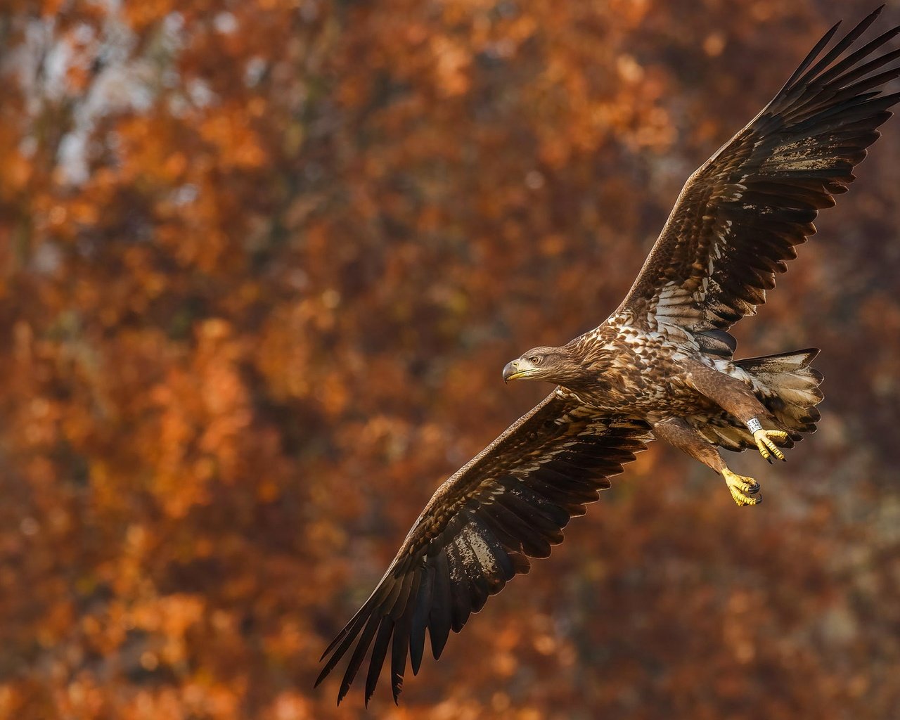 Обои природа, полет, осень, орел, птица, боке, размах крыльев, nature, flight, autumn, eagle, bird, bokeh, wingspan разрешение 2288x1287 Загрузить