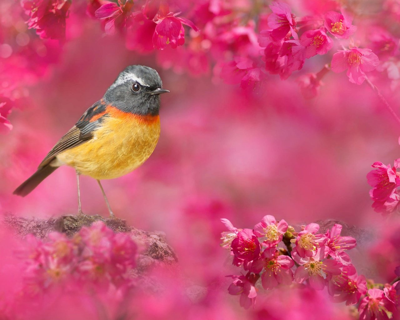 Обои природа, птица, тайвань, вишня, цветки, боке, fuyi chen, nature, bird, taiwan, cherry, flowers, bokeh разрешение 2000x1339 Загрузить