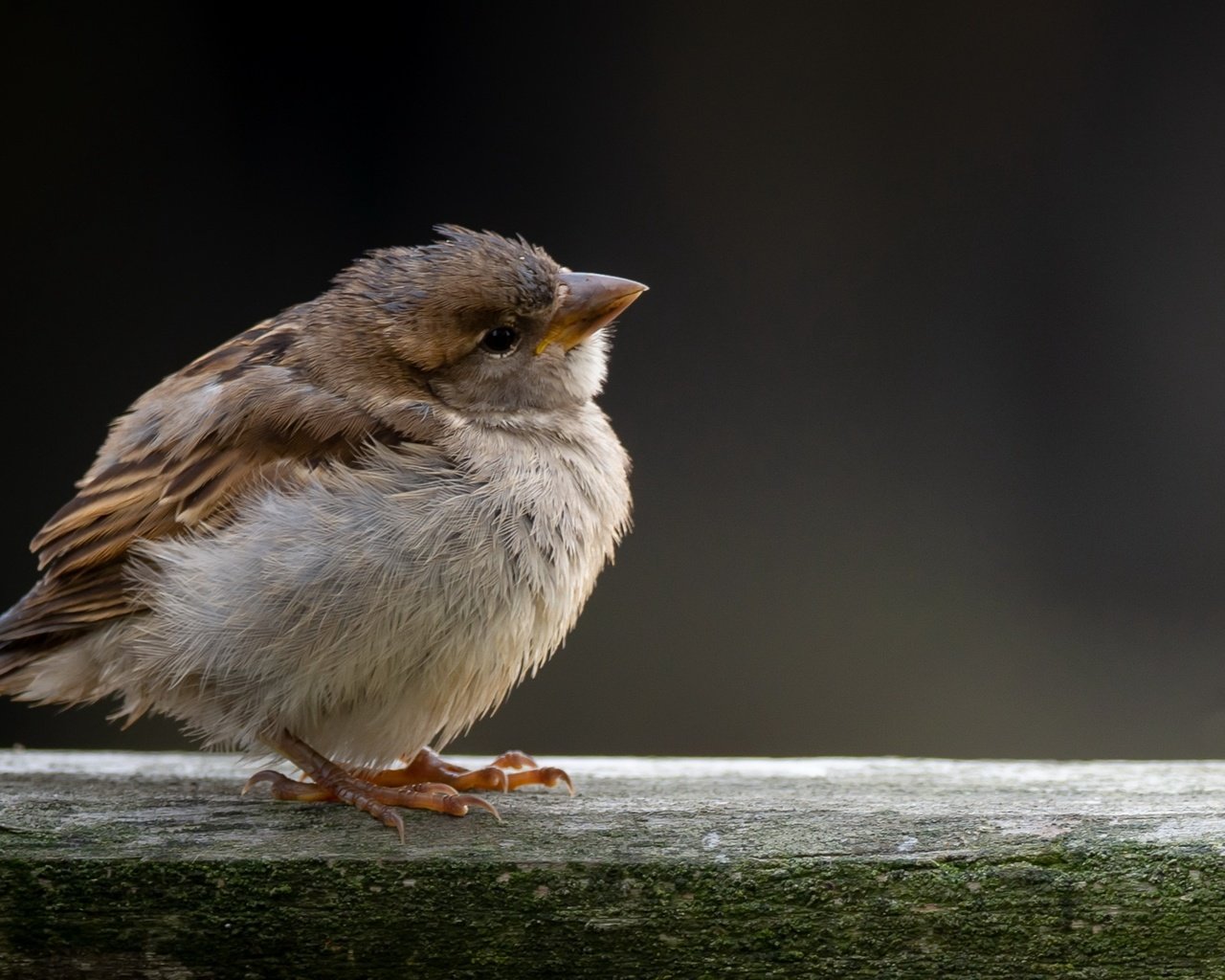 Обои птица, воробей, bird, sparrow разрешение 3840x2160 Загрузить