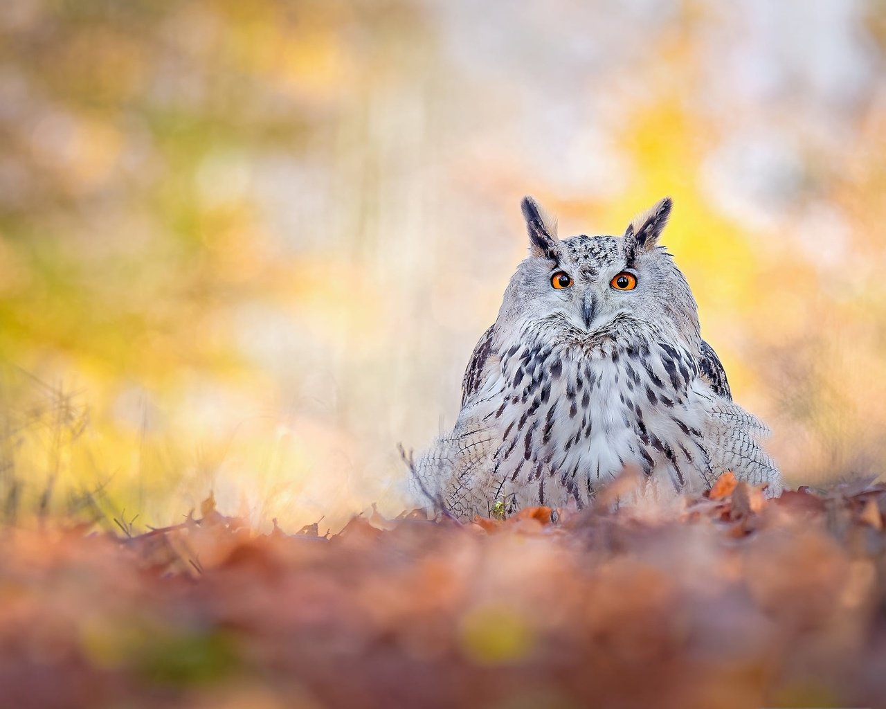 Обои сова, природа, листья, взгляд, осень, птица, боке, филин, owl, nature, leaves, look, autumn, bird, bokeh разрешение 2000x1334 Загрузить