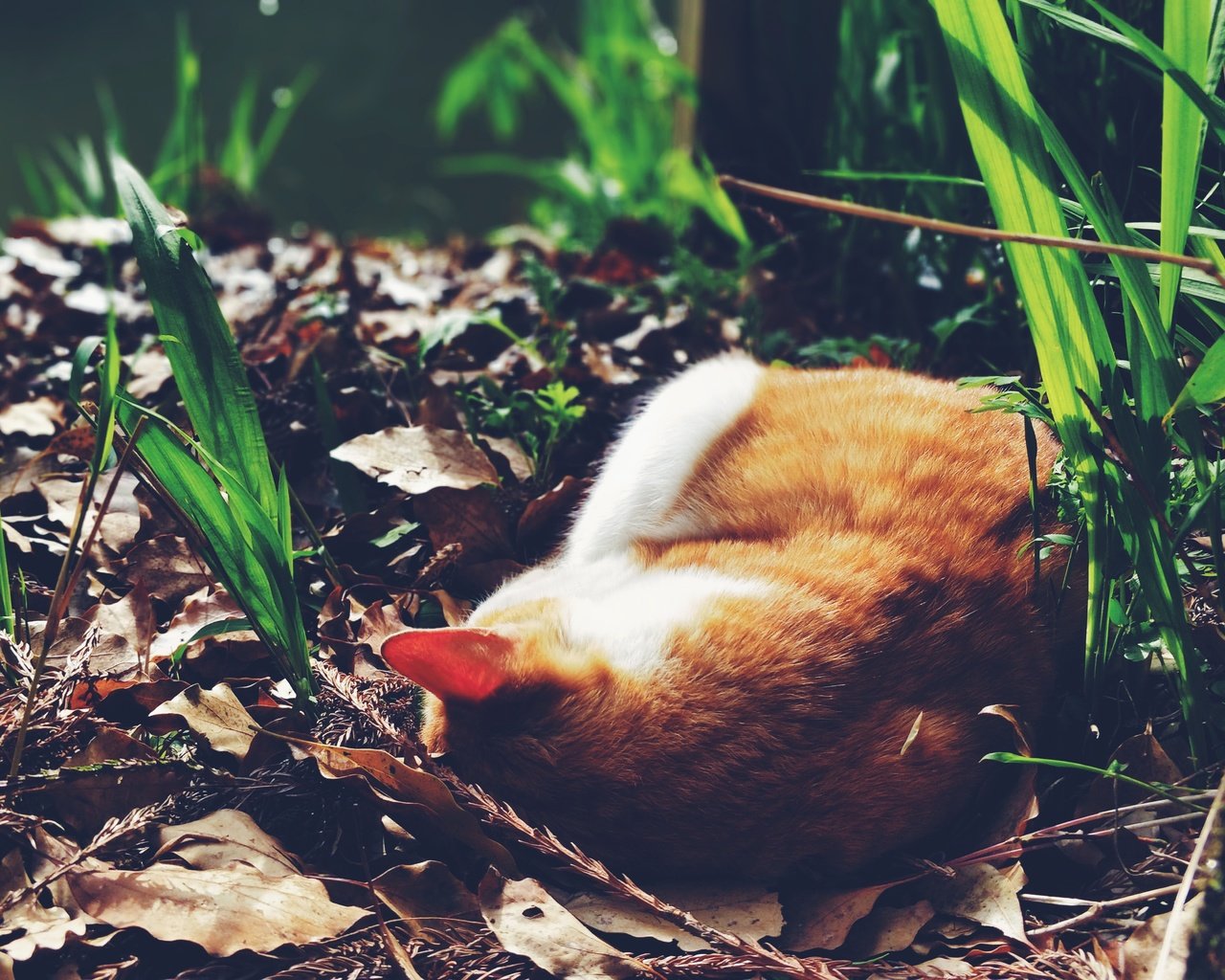 Обои трава, кот, спит, рыжий, grass, cat, sleeping, red разрешение 4608x3456 Загрузить