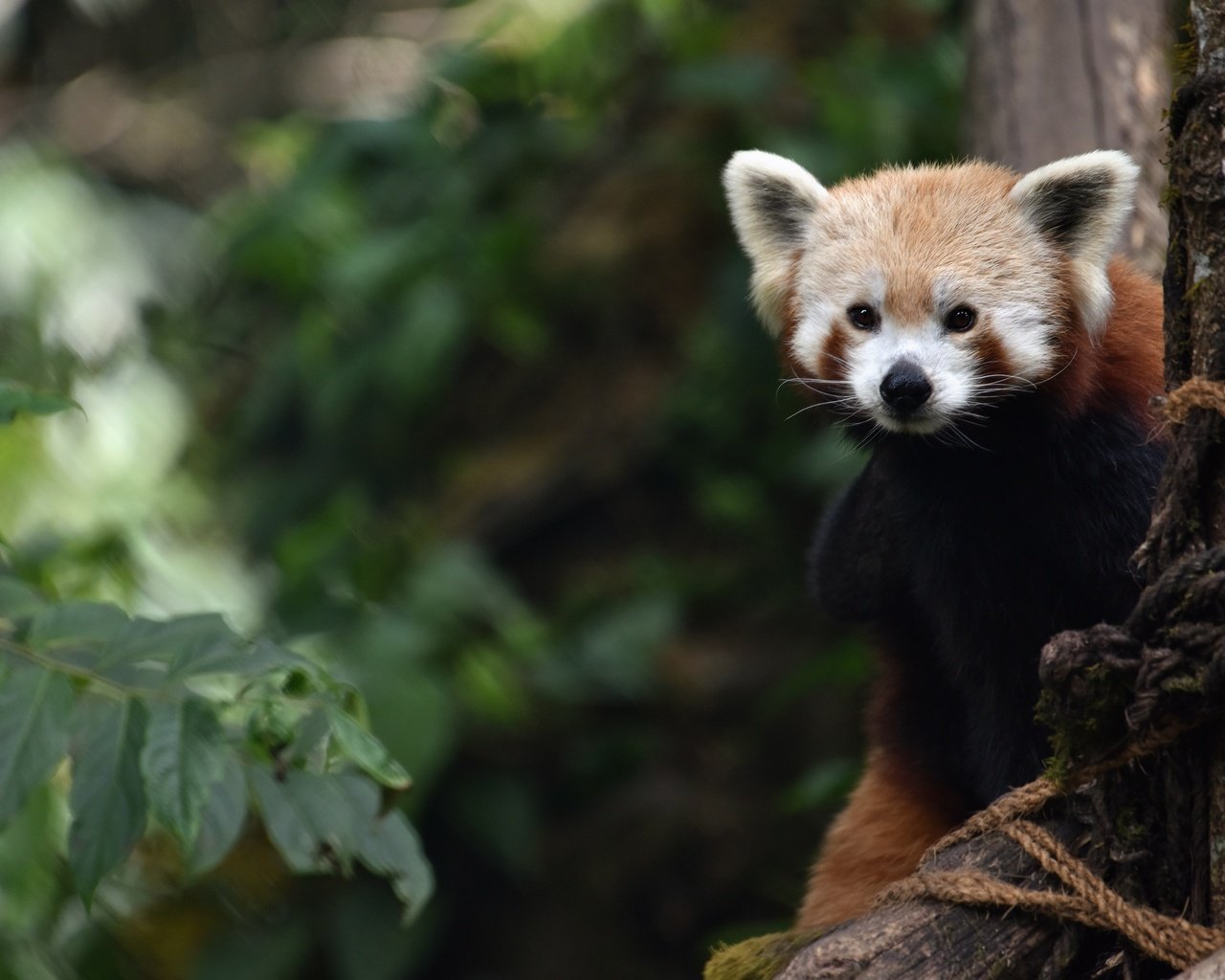 Обои ветки, листва, взгляд, красная панда, малая панда, branches, foliage, look, red panda разрешение 3840x2563 Загрузить