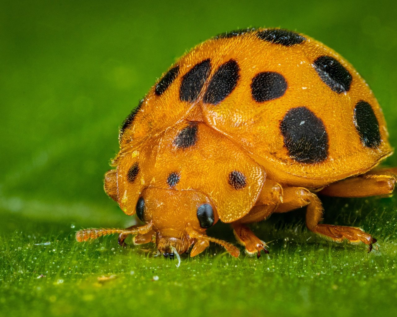 Обои жук, макро, листок, божья коровка, жёлтая, зеленый фон, beetle, macro, leaf, ladybug, yellow, green background разрешение 5042x3361 Загрузить