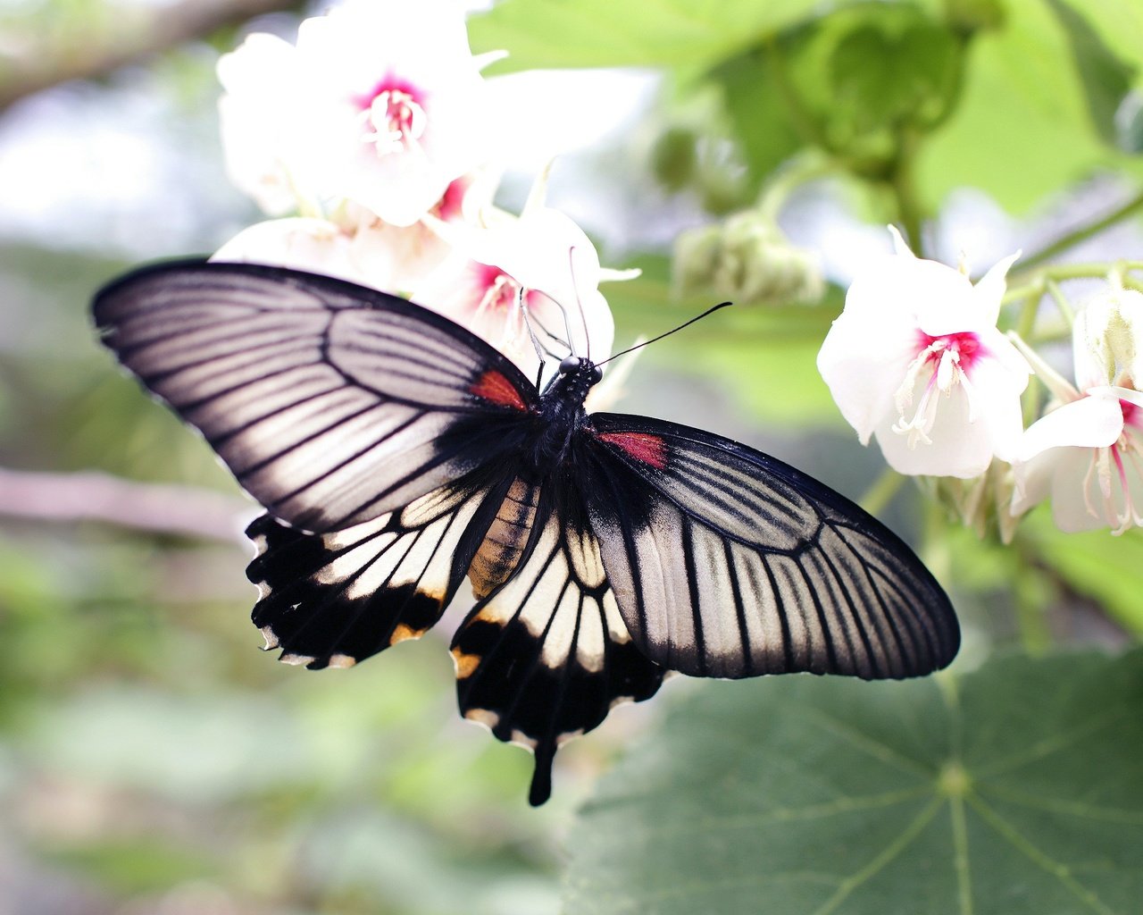 Обои цветы, макро, бабочка, боке, flowers, macro, butterfly, bokeh разрешение 3200x2133 Загрузить