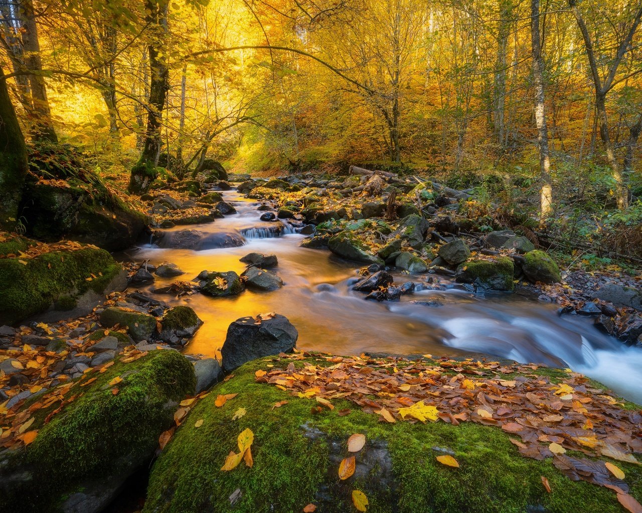 Обои деревья, природа, камни, лес, листья, пейзаж, ручей, осень, trees, nature, stones, forest, leaves, landscape, stream, autumn разрешение 2000x1334 Загрузить