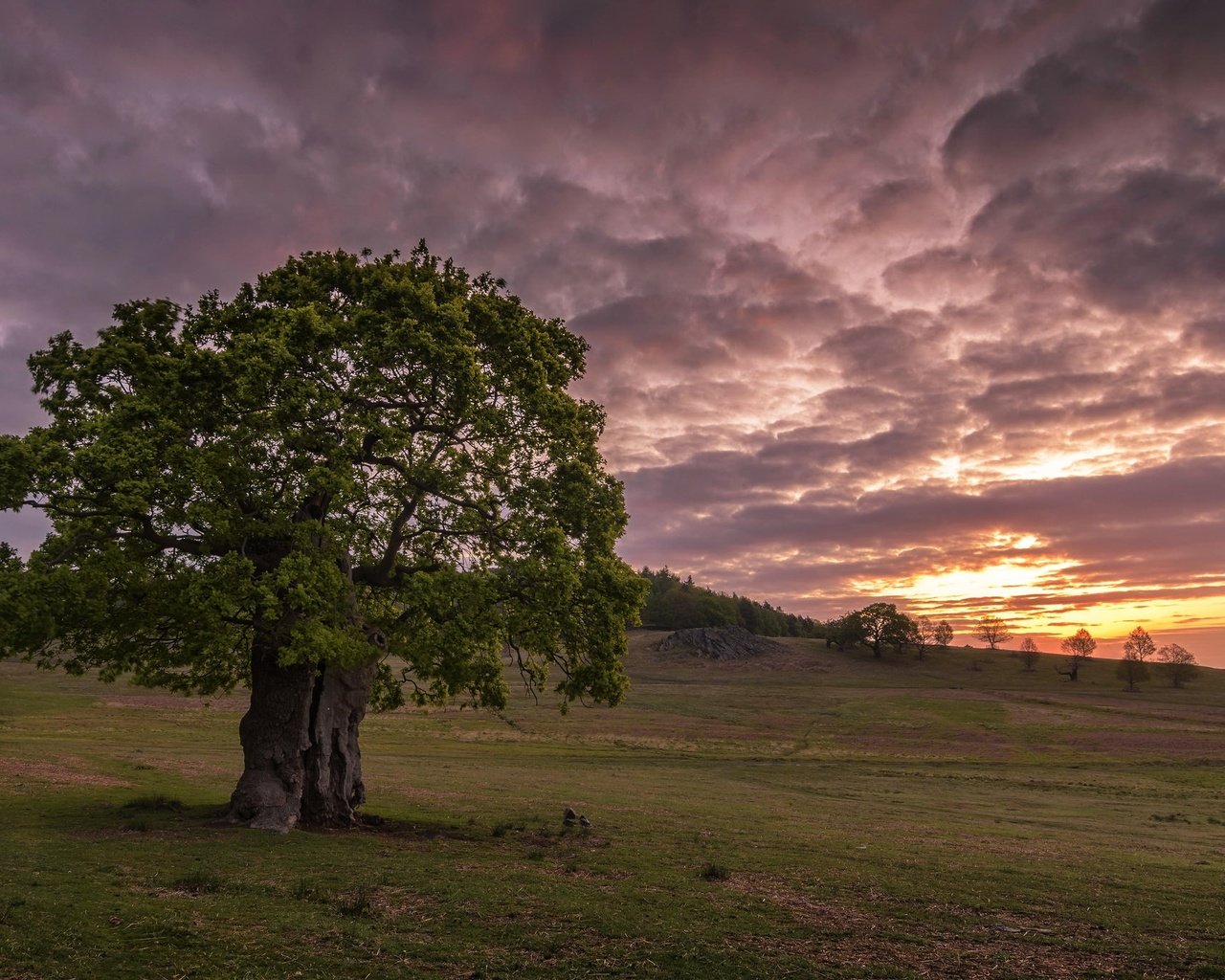 Обои дерево, закат, tree, sunset разрешение 2047x1365 Загрузить