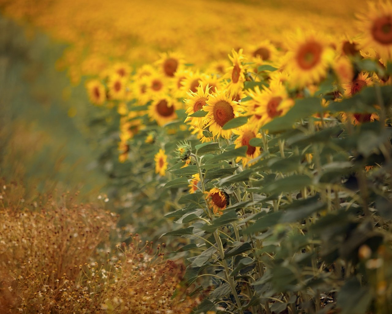 Обои природа, подсолнухи, nature, sunflowers разрешение 2048x1291 Загрузить