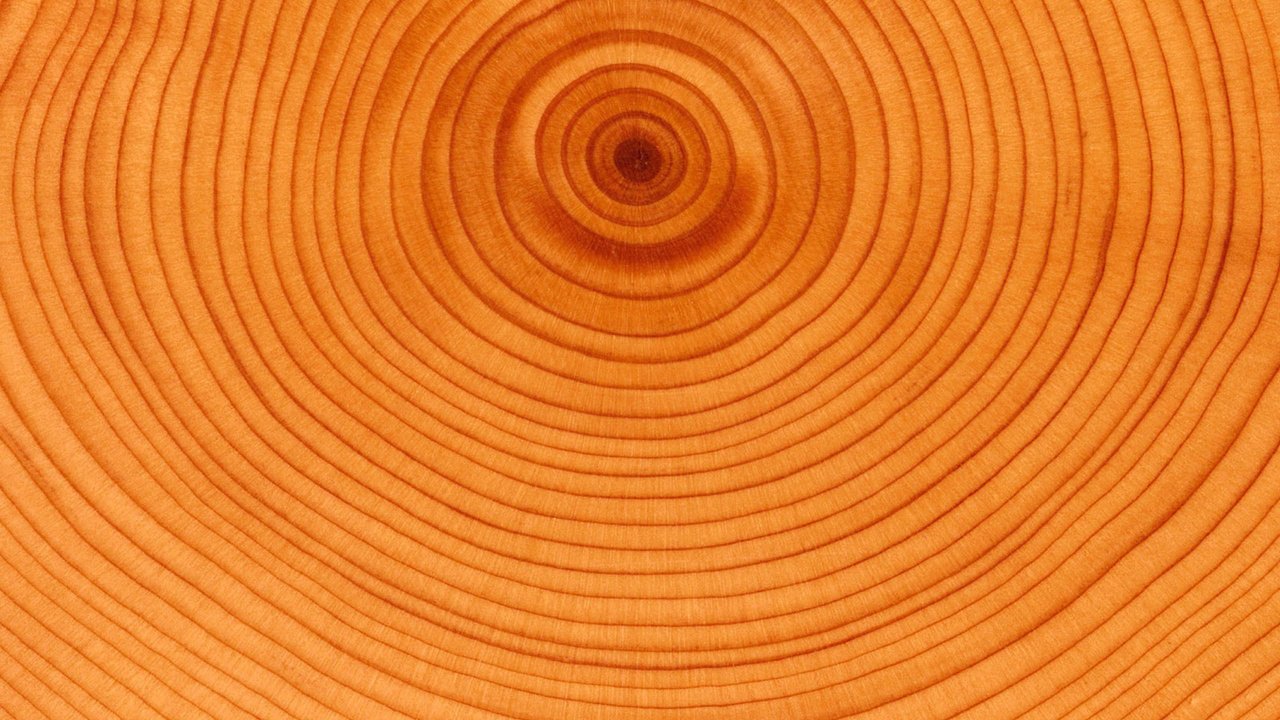 Обои дерево, круги, возраст, tree, circles, age разрешение 2560x1920 Загрузить