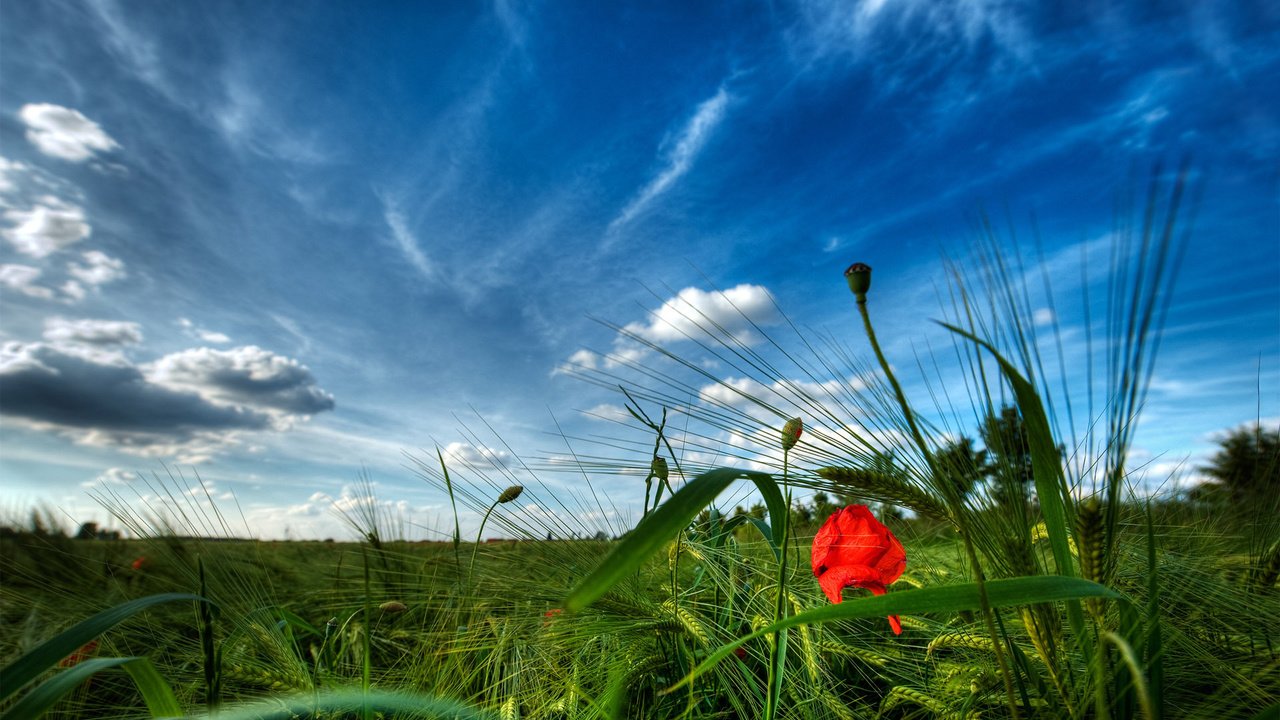 Обои небо, трава, мак, the sky, grass, mac разрешение 1920x1200 Загрузить