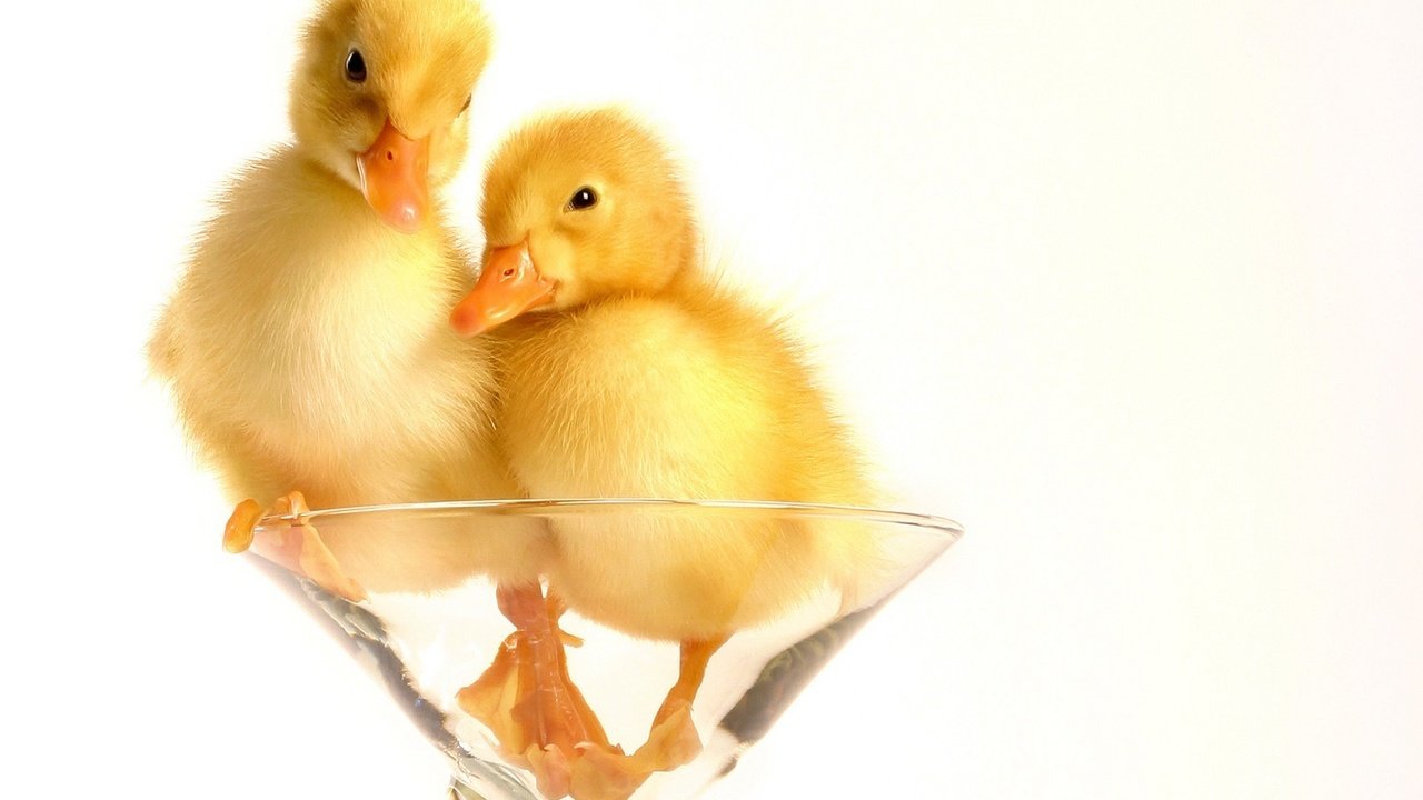 Обои бокал, пух, утята, glass, fluff, ducklings разрешение 1920x1200 Загрузить