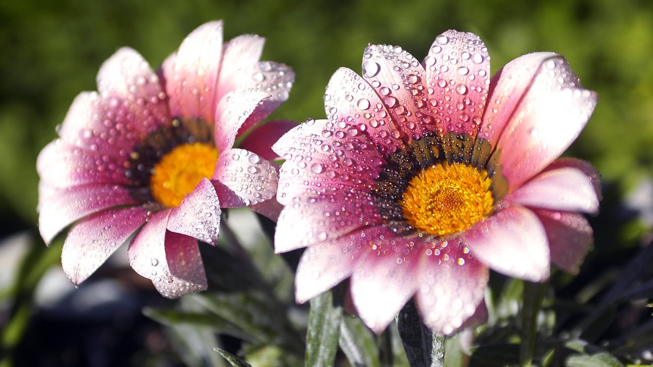 Обои цветы, макро, роса, лепестки, капельки, газания, flowers, macro, rosa, petals, droplets, gazania разрешение 2560x1600 Загрузить