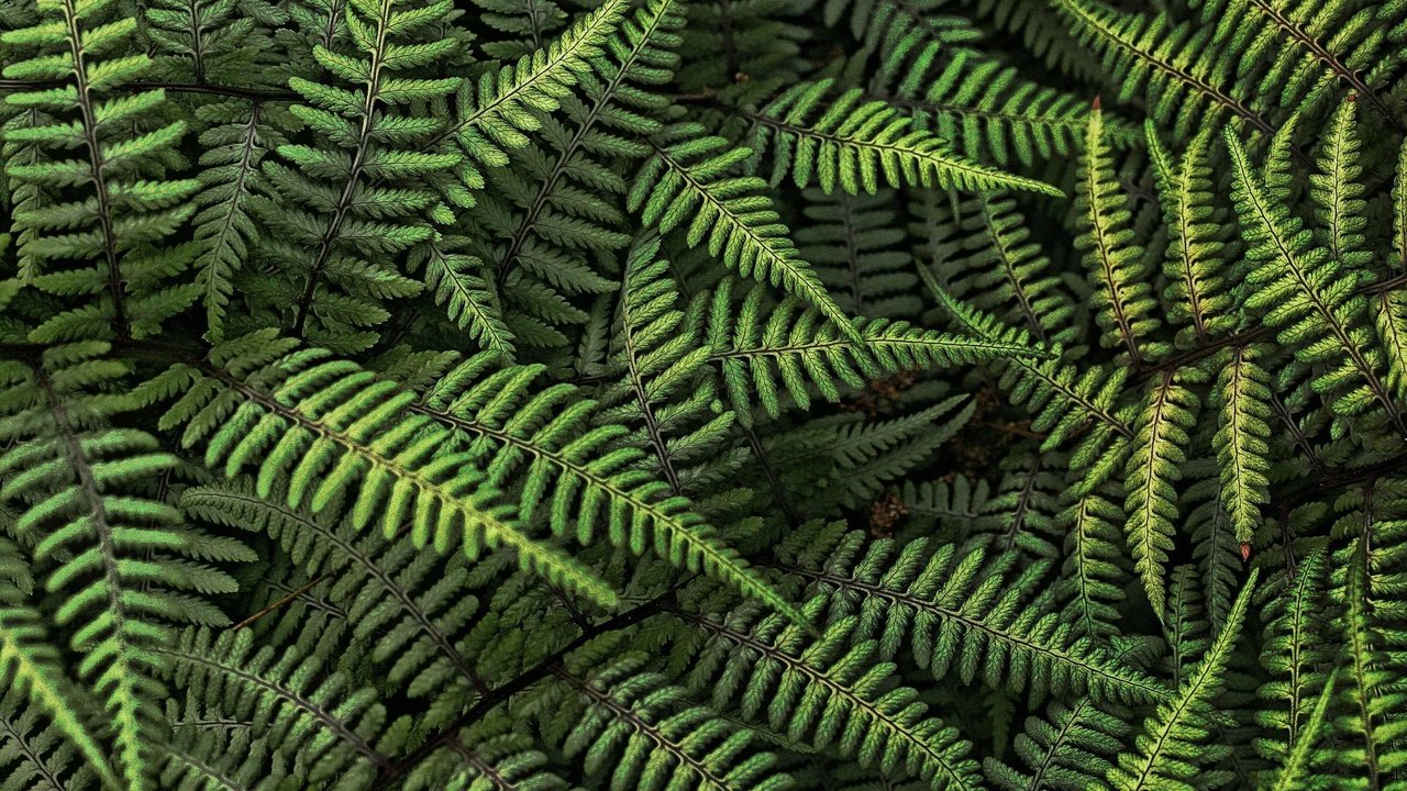 Обои лес, листья, папоротник, forest, leaves, fern разрешение 1920x1200 Загрузить