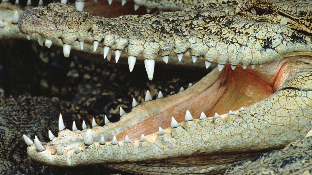 Обои зубы, крокодил, пасть, teeth, crocodile, mouth разрешение 2295x1536 Загрузить