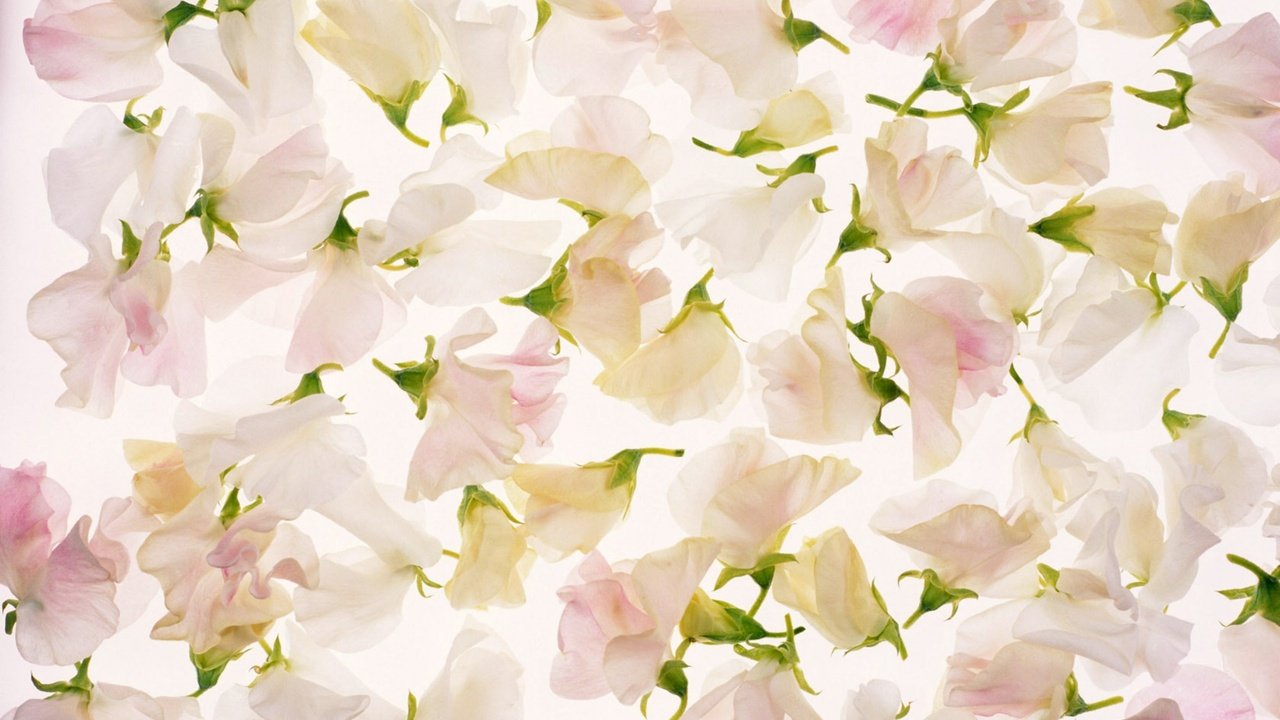 Обои цветы, лепестки, розовый, flowers, petals, pink разрешение 2560x1600 Загрузить