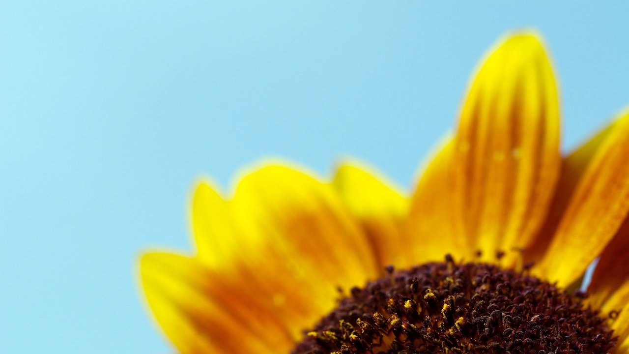 Обои желтый, синий, лепестки, минимализм, yellow, blue, petals, minimalism разрешение 2560x1600 Загрузить