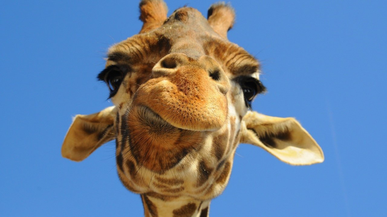 Обои морда, небо, животное, жираф, face, the sky, animal, giraffe разрешение 1920x1200 Загрузить