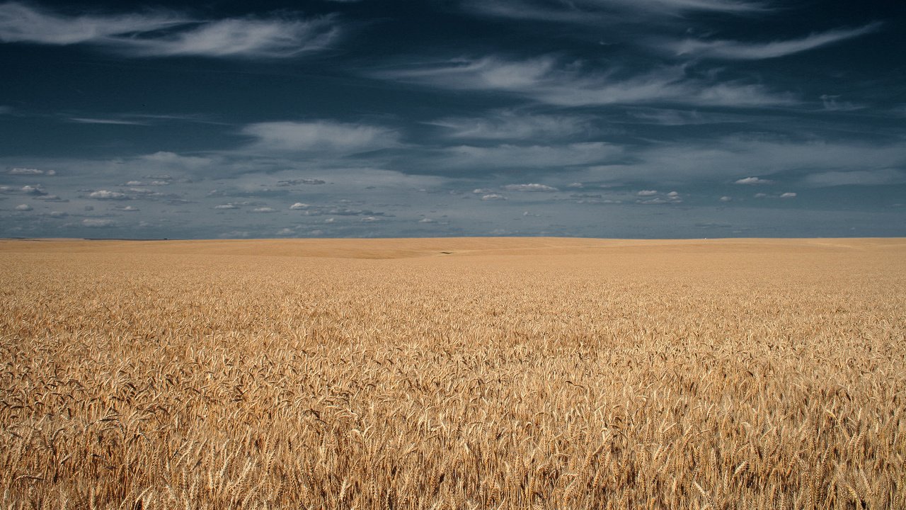 Обои небо, тучи, поле, горизонт, колосья, the sky, clouds, field, horizon, ears разрешение 1920x1200 Загрузить