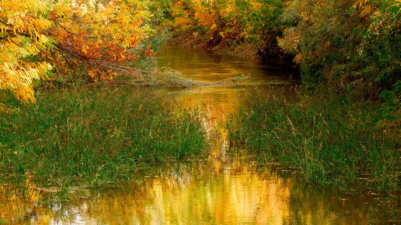 Обои трава, деревья, вода, природа, листья, осень, пруд, на природе, grass, trees, water, nature, leaves, autumn, pond разрешение 2560x1600 Загрузить