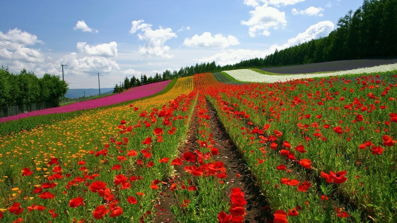 Обои цветы, облака, поле, ряды, япония, маки, холм, flowers, clouds, field, the ranks, japan, maki, hill разрешение 1920x1200 Загрузить