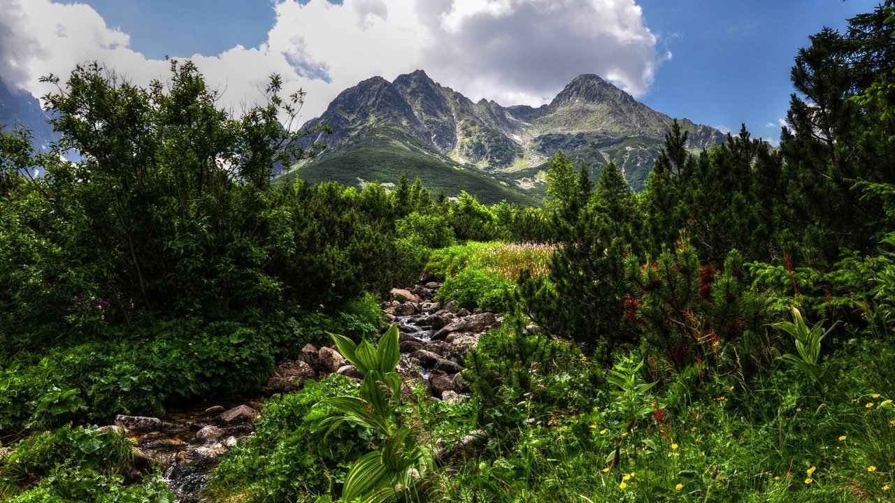 Обои горы, зелень, hdr, mountains, greens разрешение 2560x1600 Загрузить