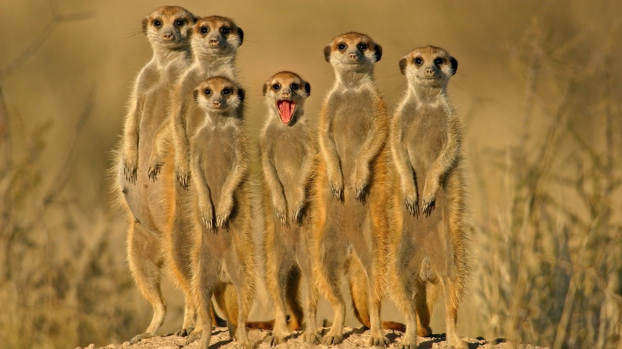 Обои группа, зверьки, сурикаты, group, animals, meerkats разрешение 1920x1200 Загрузить