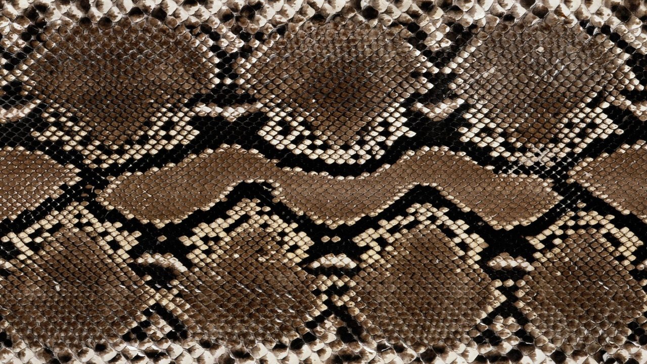 Обои кожа, змеи, расцветка, етекстура, змеиная кожа, leather, snakes, colors, texture, snakeskin разрешение 2560x1600 Загрузить