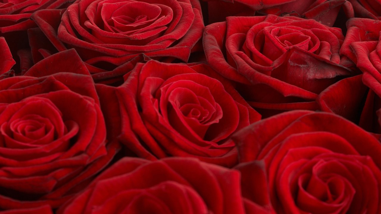 Обои обои, розы, красный, букет, wallpaper, roses, red, bouquet разрешение 2560x1600 Загрузить