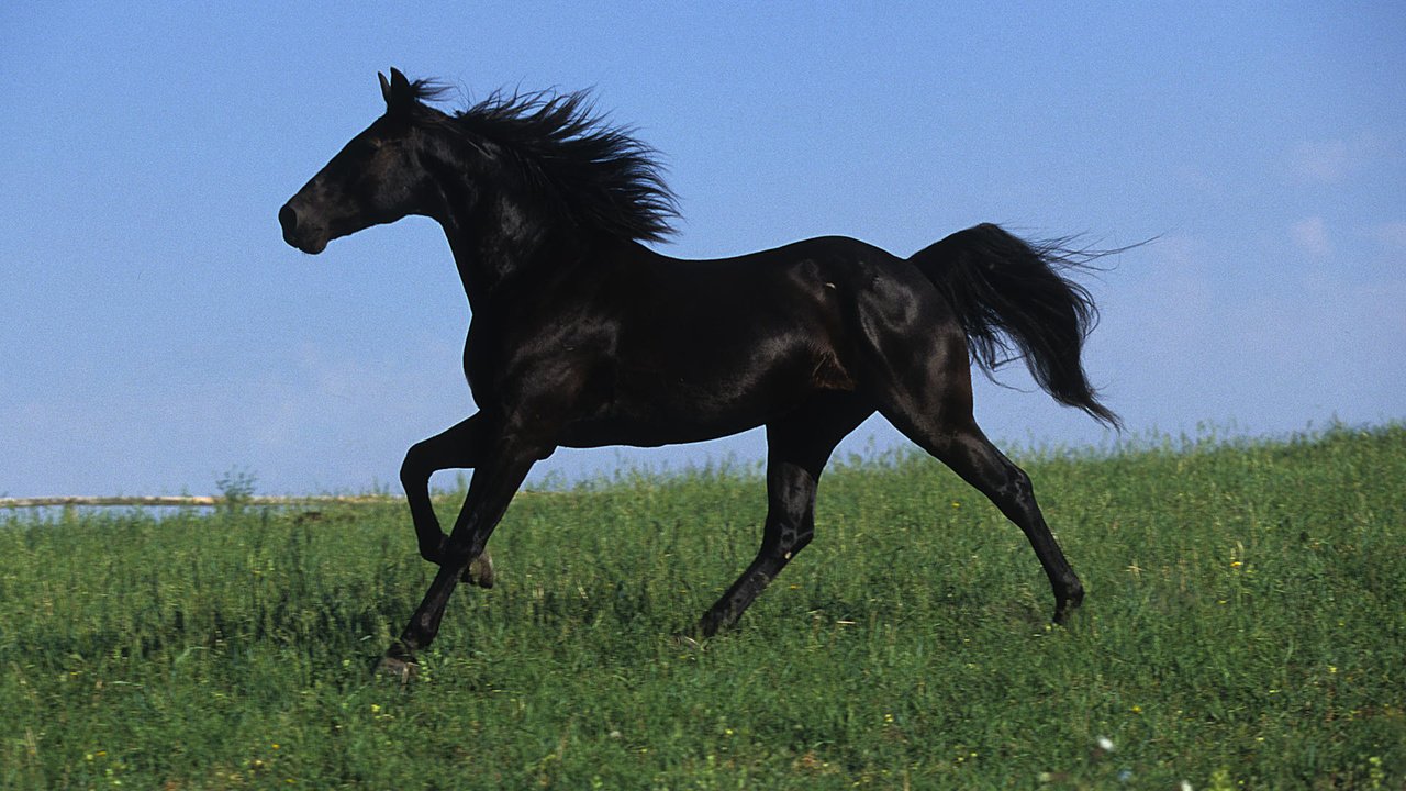 Обои небо, поле, черный, грива, жеребец, лошаль, скакун, the sky, field, black, mane, stallion, local, horse разрешение 1920x1080 Загрузить