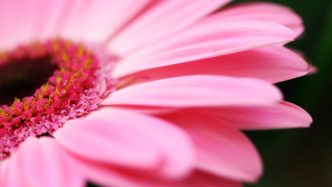 Обои герберы, gerbera разрешение 2560x1600 Загрузить