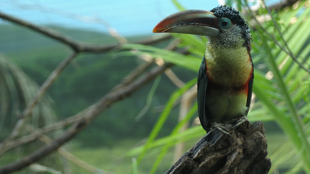 Обои птица, клюв, перья, арасари, bird, beak, feathers, aracari разрешение 2560x1600 Загрузить