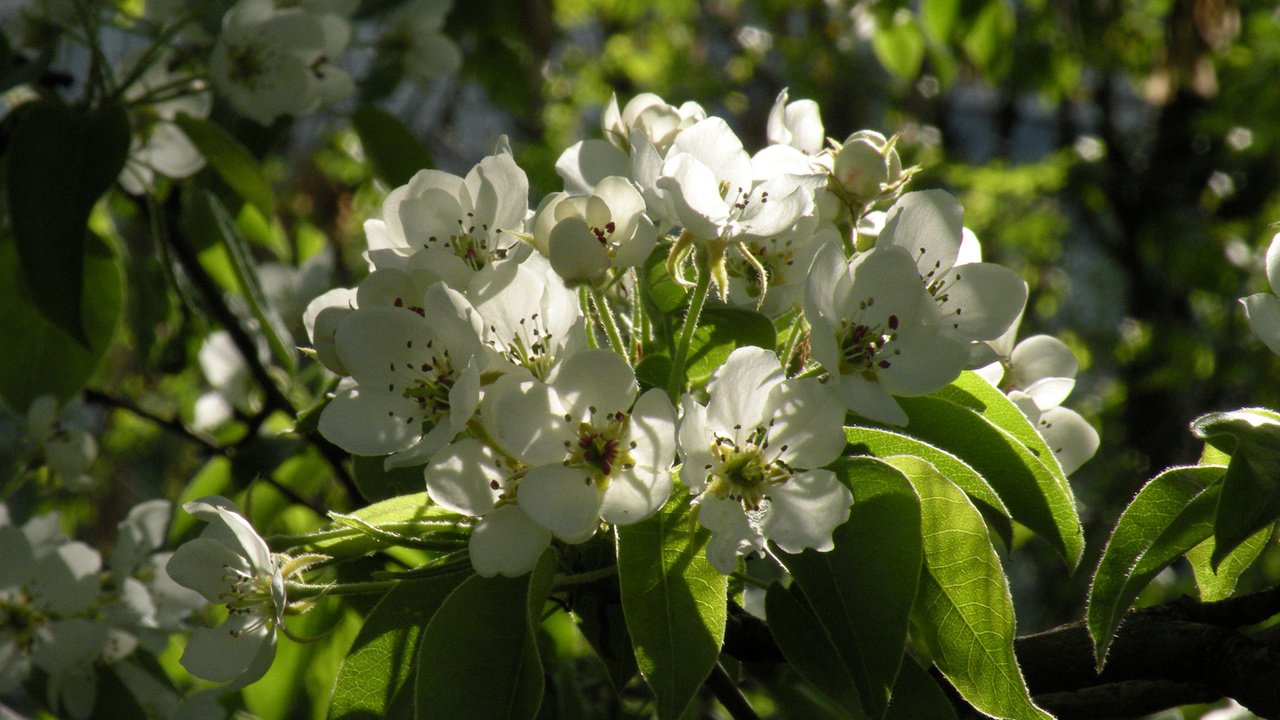 Обои цветы, весна, яблоня, flowers, spring, apple разрешение 1920x1200 Загрузить