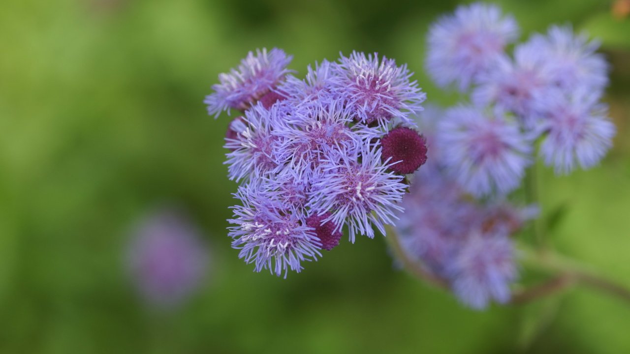 Обои цветы, размытость, агератум, flowers, blur, ageratum разрешение 1920x1200 Загрузить