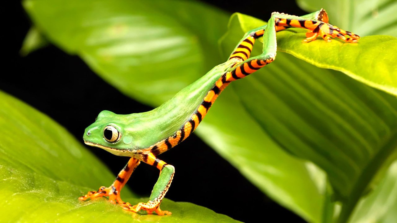 Обои лягушка, зеленая, прыгает, древесная лягушка, квакша, frog, green, jumping, tree frog, treefrog разрешение 1920x1200 Загрузить