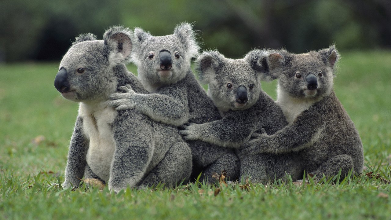 Обои трава, природа, животные, коала, сумчатые медведи, животно е, grass, nature, animals, koala, marsupials bears разрешение 1920x1080 Загрузить