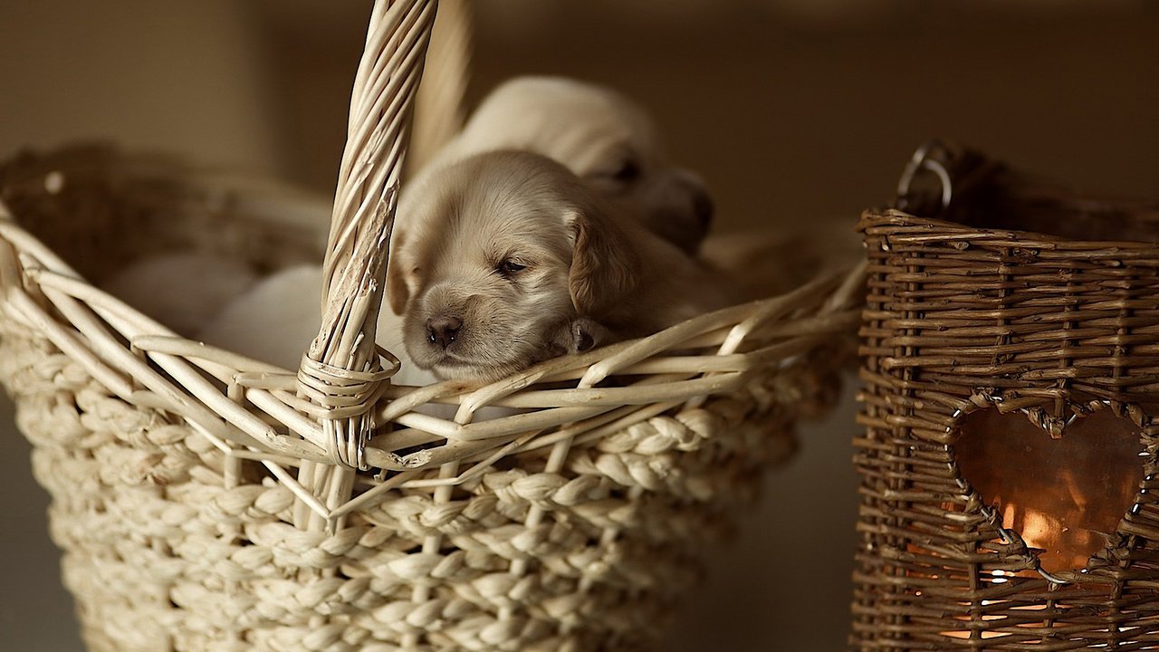 Обои корзина, щенки, малыши, собаки, маленькие, лабрадор ретривер, basket, puppies, kids, dogs, small, labrador retriever разрешение 1920x1200 Загрузить