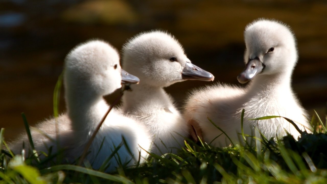 Обои трава, птицы, клюв, лебедь, птенцы, лебедята, grass, birds, beak, swan, chicks, the lebeda разрешение 1920x1200 Загрузить