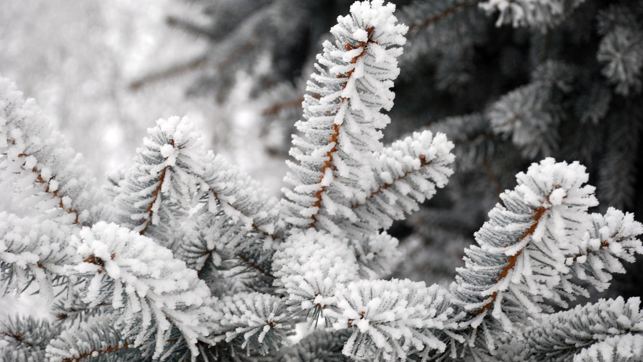 Обои деревья, заснеженная хвоя, снег, природа, хвоя, зима, макро, мороз, ель, trees, snow-covered pine needles, snow, nature, needles, winter, macro, frost, spruce разрешение 1920x1285 Загрузить