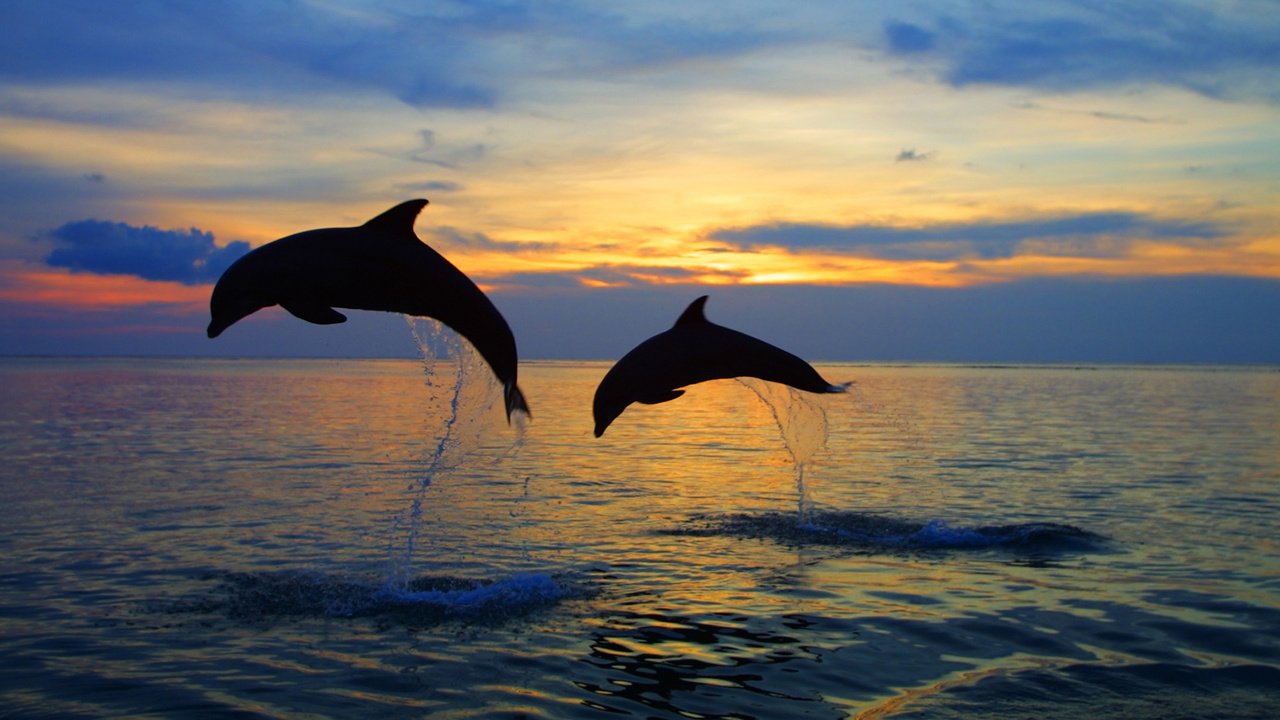 Обои вода, море, брызги, прыжок, пара, дельфины, water, sea, squirt, jump, pair, dolphins разрешение 1920x1080 Загрузить