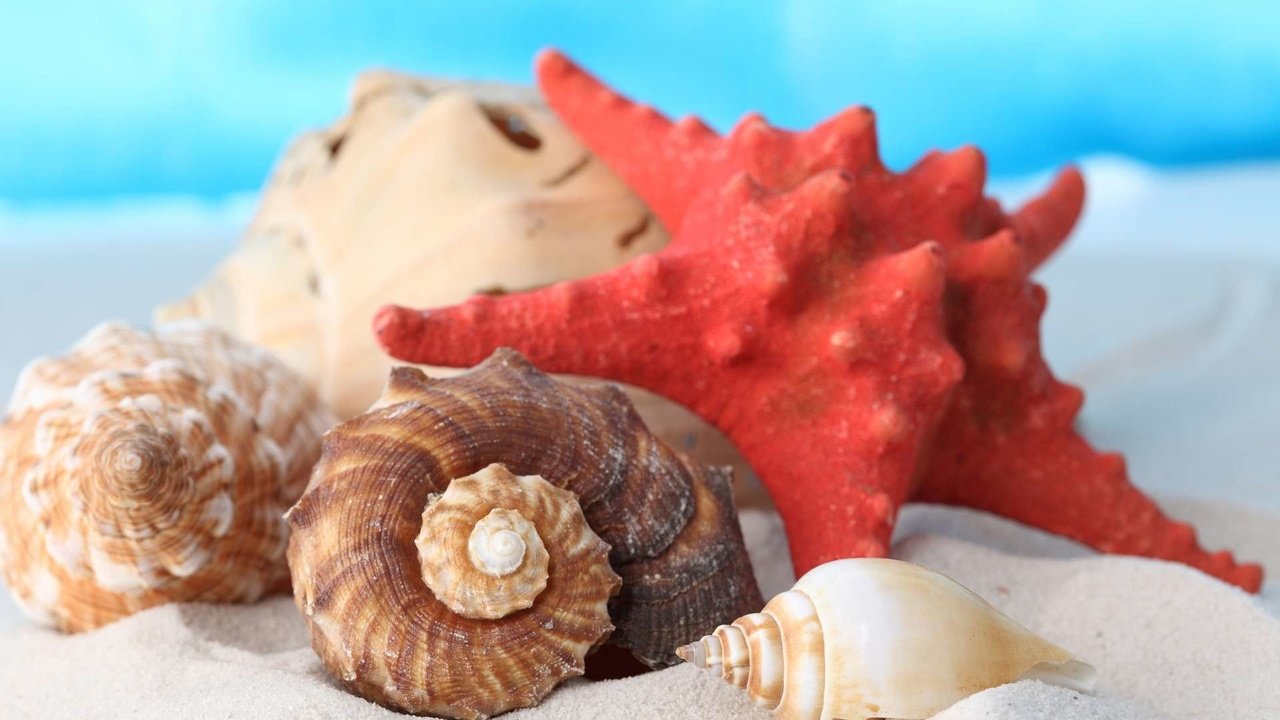 Обои макро, песок, пляж, ракушки, морская звезда, раковины, macro, sand, beach, shell, starfish разрешение 1920x1200 Загрузить