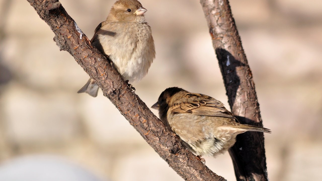 Обои солнце, птицы, весна, воробей, воробьи, the sun, birds, spring, sparrow, sparrows разрешение 3694x2848 Загрузить