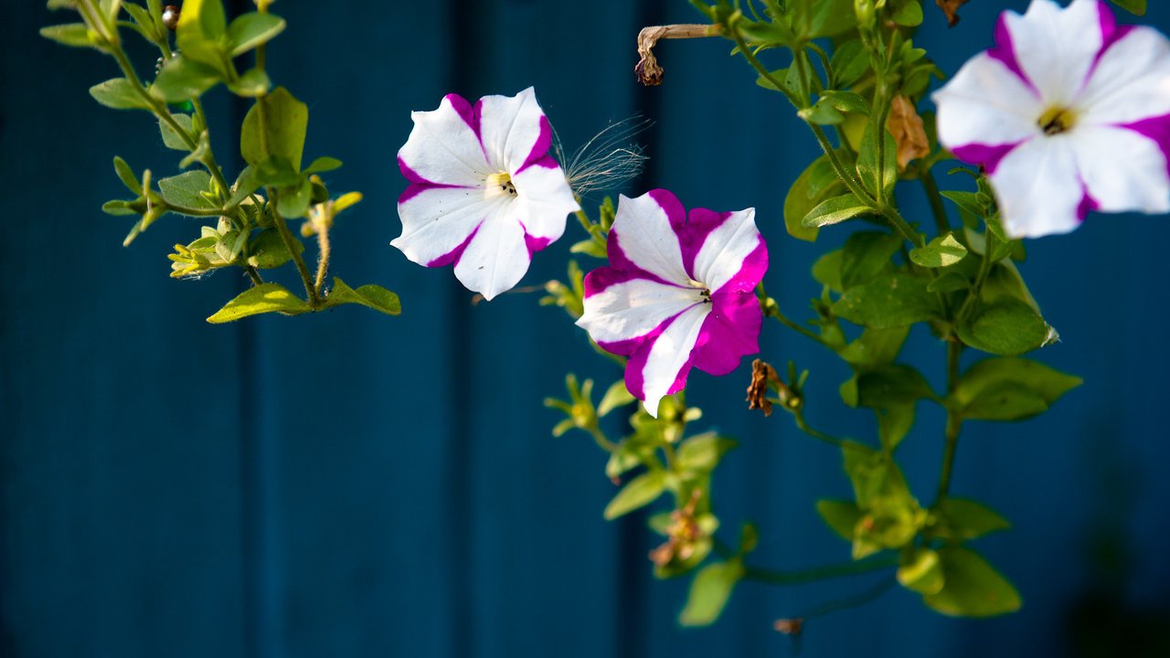 Обои цветы, листья, лепестки, белые, фиолетовые, петуния, flowers, leaves, petals, white, purple, petunia разрешение 1920x1079 Загрузить