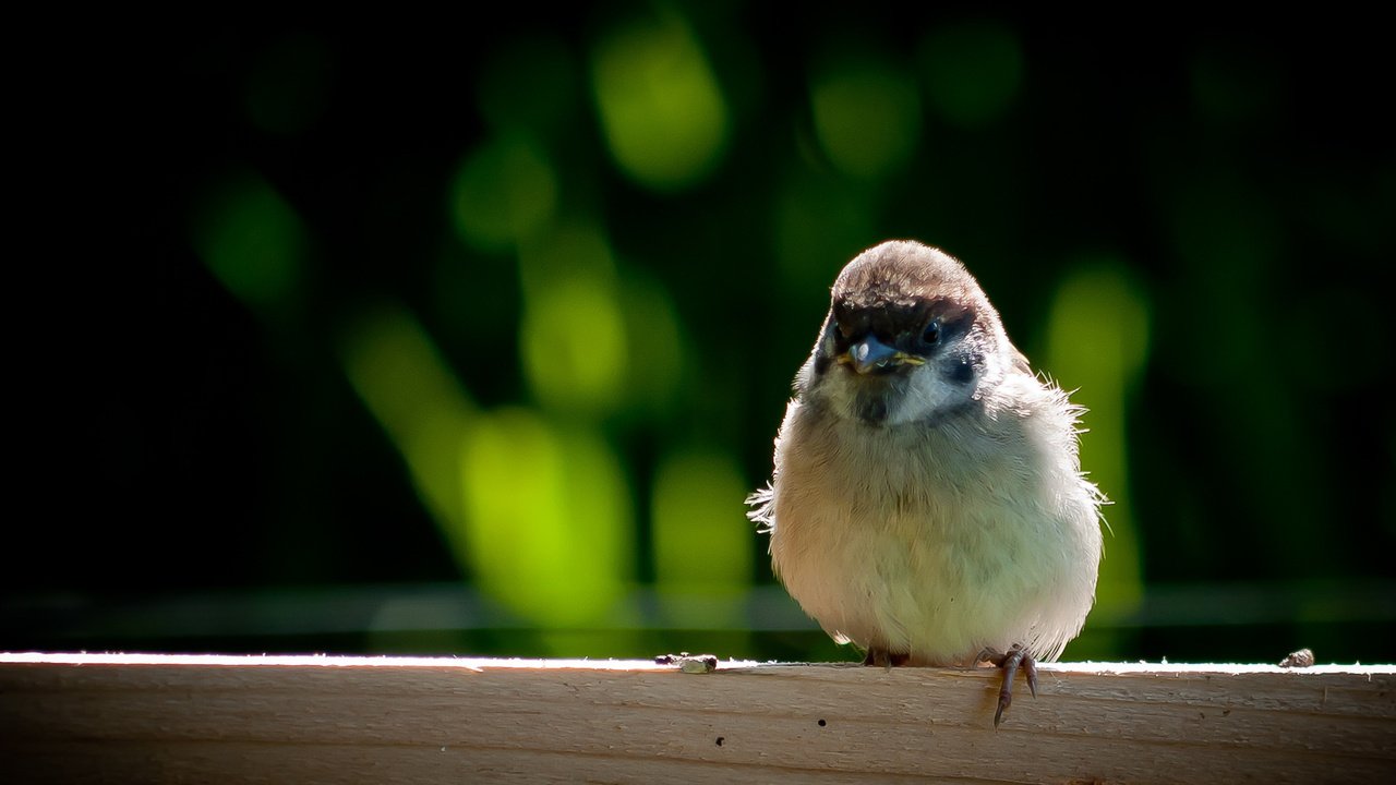 Обои крылья, птица, клюв, воробей, перья, wings, bird, beak, sparrow, feathers разрешение 1920x1080 Загрузить