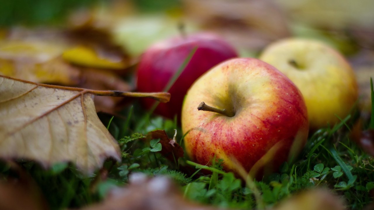 Обои листья, макро, фрукты, яблоки, осень, leaves, macro, fruit, apples, autumn разрешение 2560x1600 Загрузить