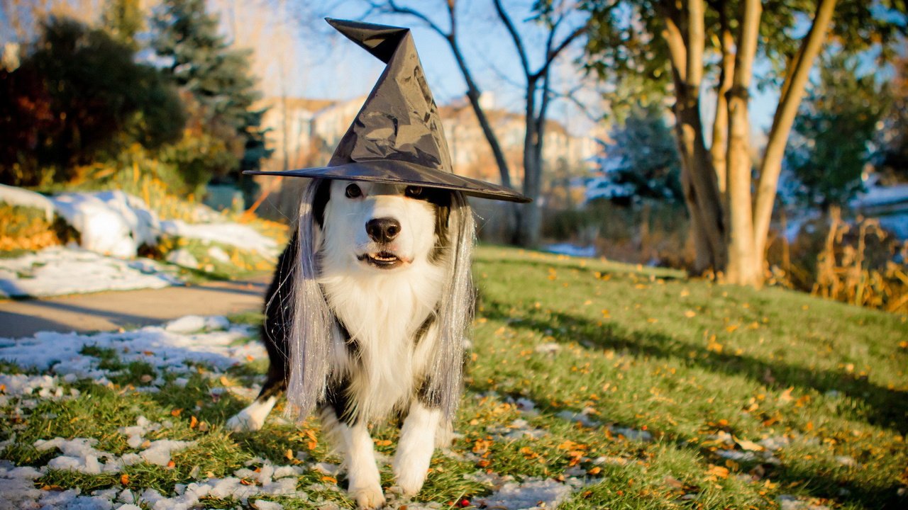 Обои собака, праздник, хэллоуин, бордер-колли, пес в шляпе, обака, dog, holiday, halloween, the border collie, the dog in the hat, fishing разрешение 1920x1200 Загрузить