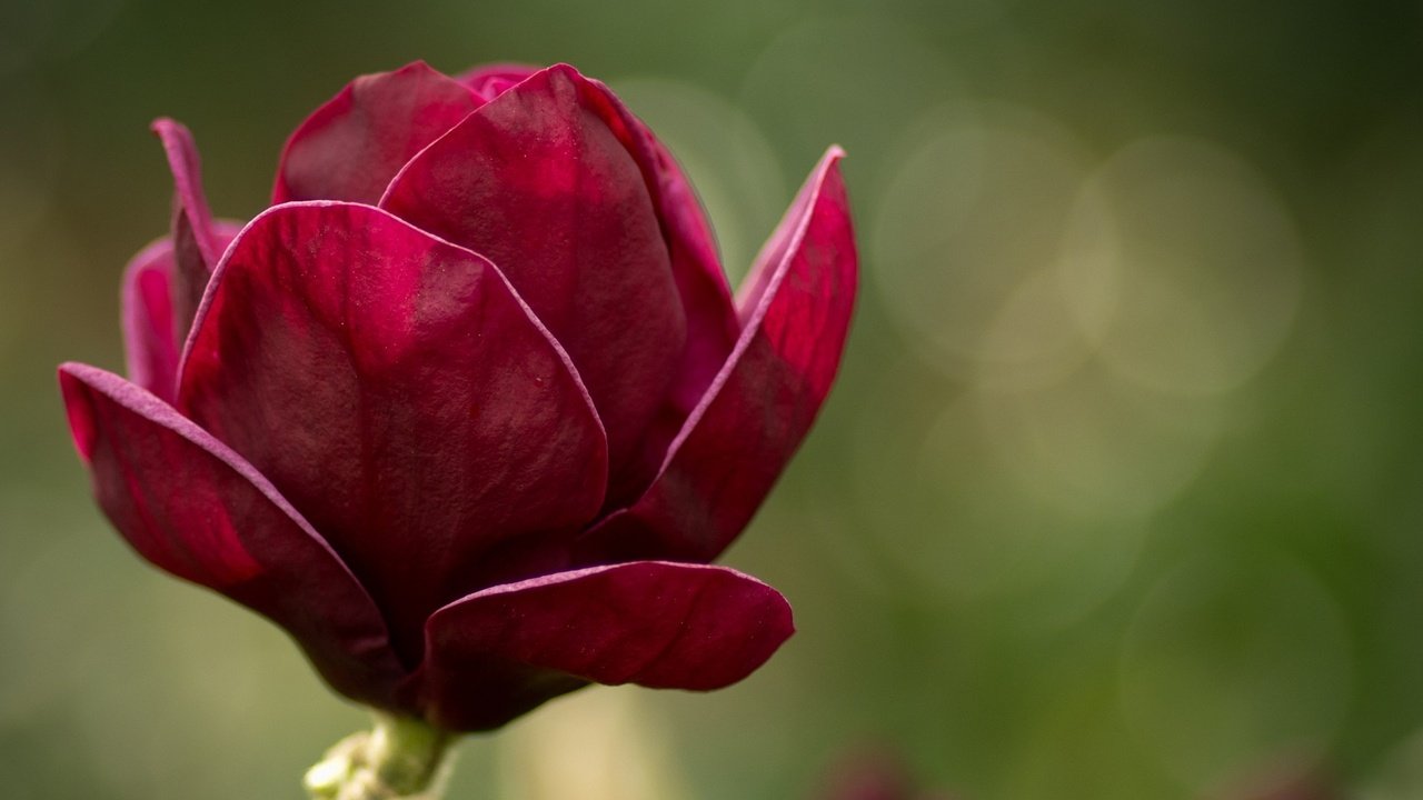 Обои макро, цветок, лепестки, размытость, весна, магнолия, магнолии, macro, flower, petals, blur, spring, magnolia разрешение 1920x1200 Загрузить