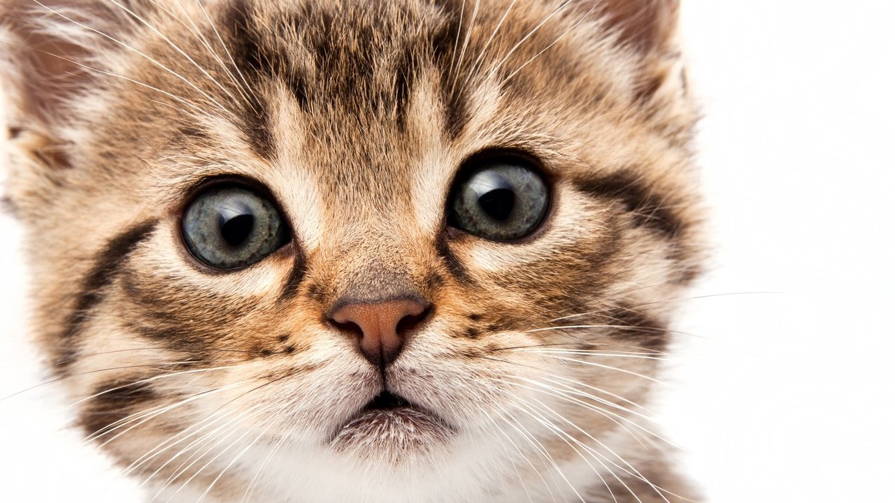 Обои глаза, мордочка, кошка, взгляд, котенок, eyes, muzzle, cat, look, kitty разрешение 2560x1600 Загрузить