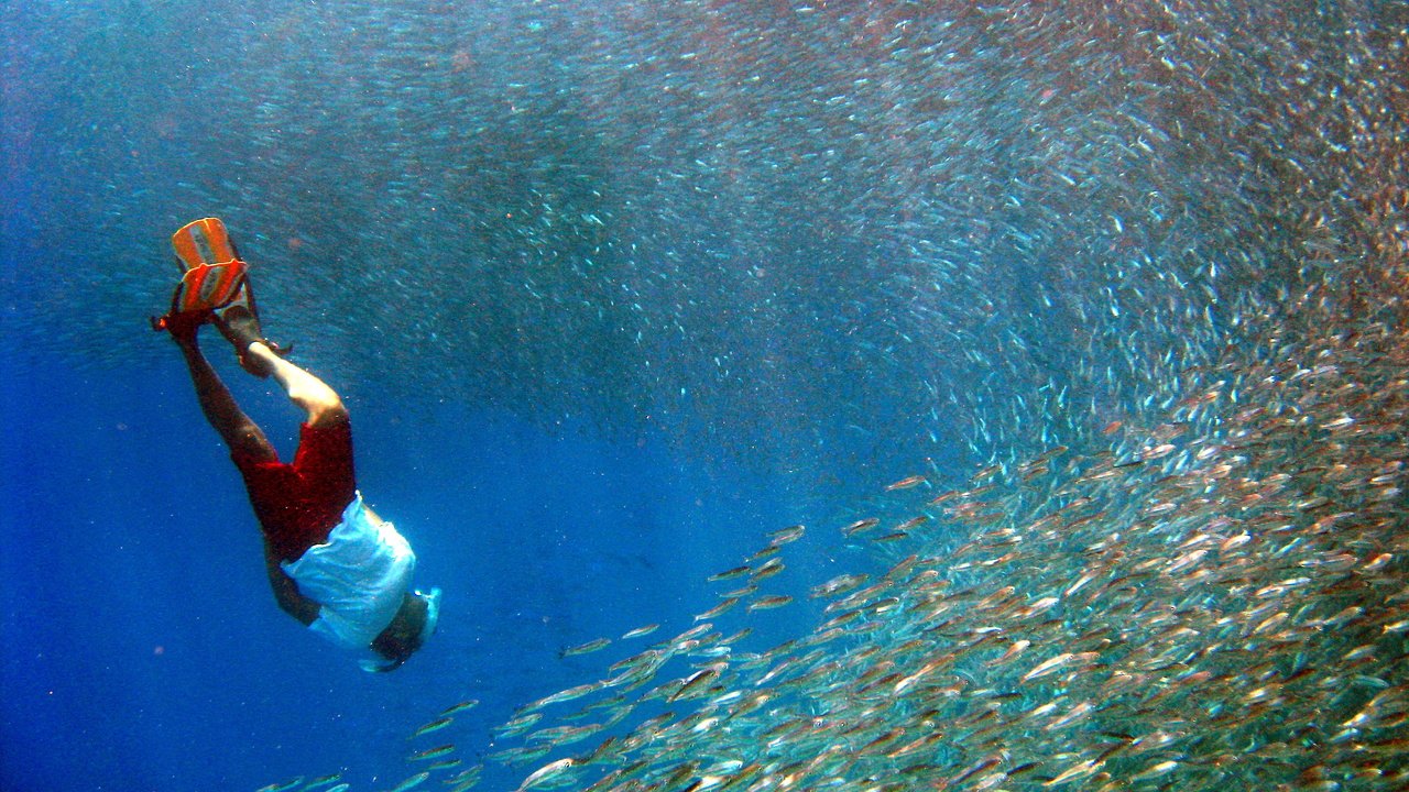 Обои рыбы, тропики, мальдивы, дайвинг, fish, tropics, the maldives, diving разрешение 3264x2448 Загрузить