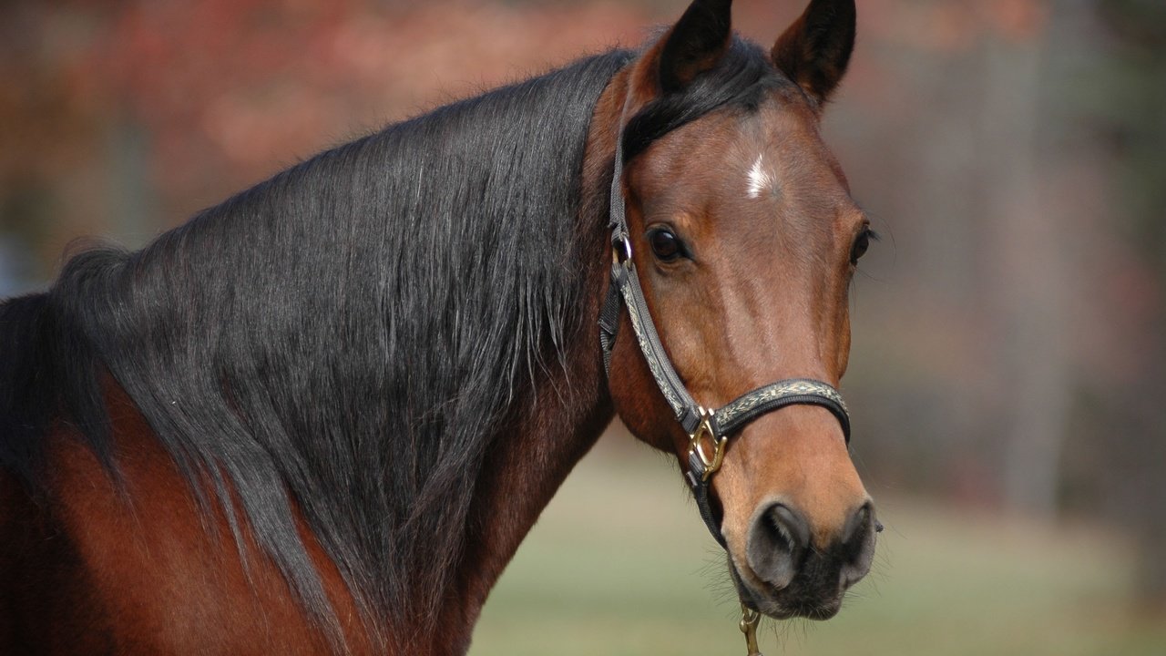 Обои морда, лошадь, конь, грива, гнедой, face, horse, mane, chestnut разрешение 3008x2000 Загрузить