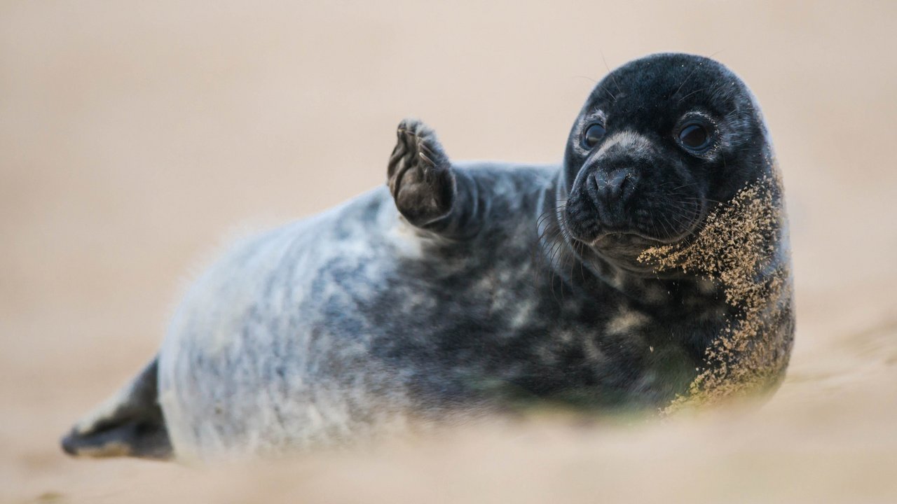 Обои животные, песок, черный, тюлень, лапка, animals, sand, black, seal, foot разрешение 2048x1367 Загрузить