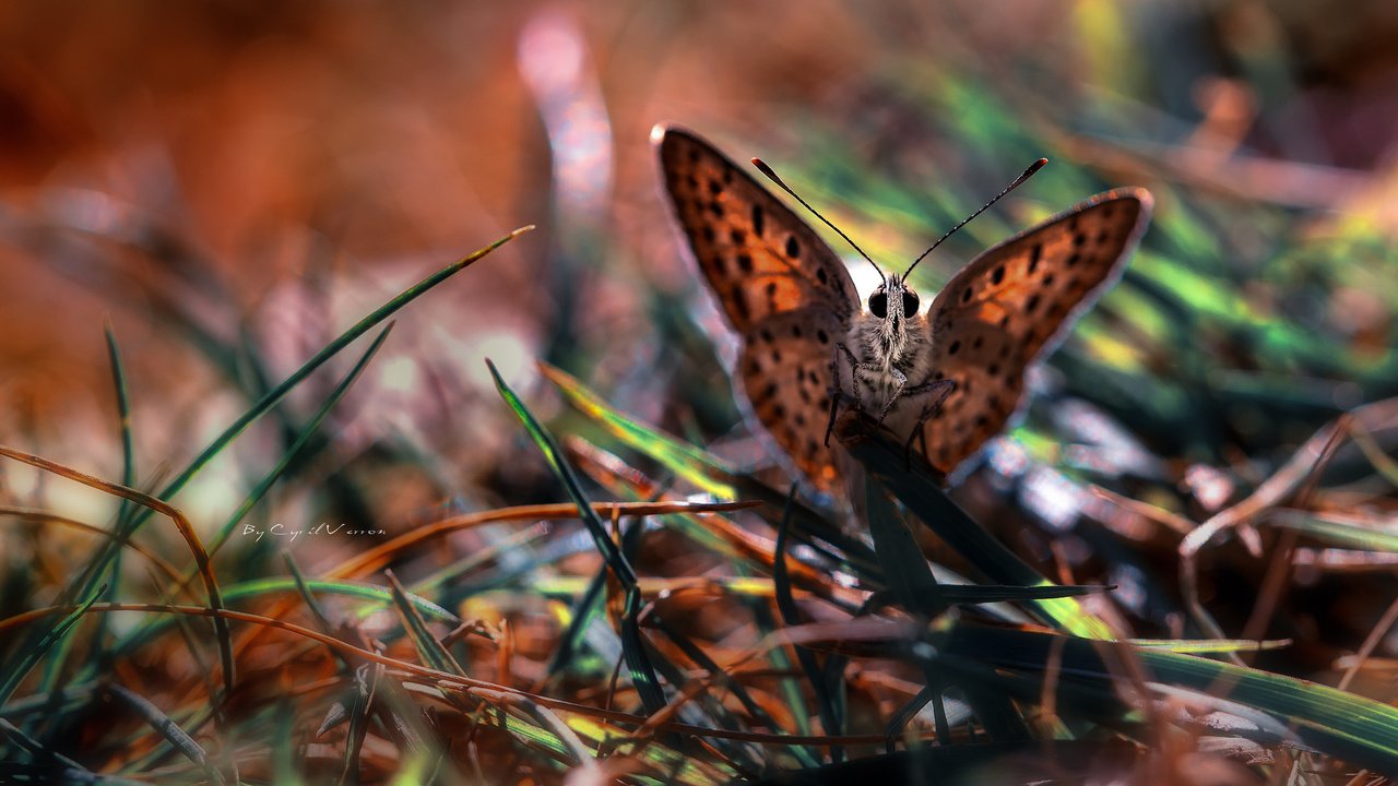 Обои трава, макро, бабочка, крылья, насекомые, grass, macro, butterfly, wings, insects разрешение 2048x1365 Загрузить